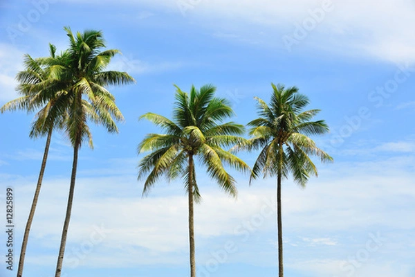 Obraz coconut trees