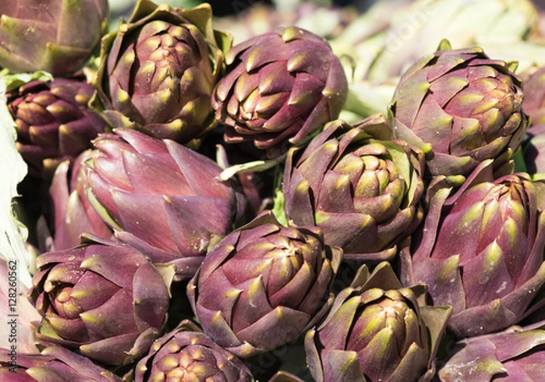 Obraz Artichoke plants