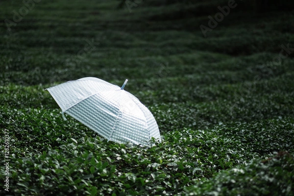 Fototapeta Tea field with white umbrellas placed atop the tea trees.