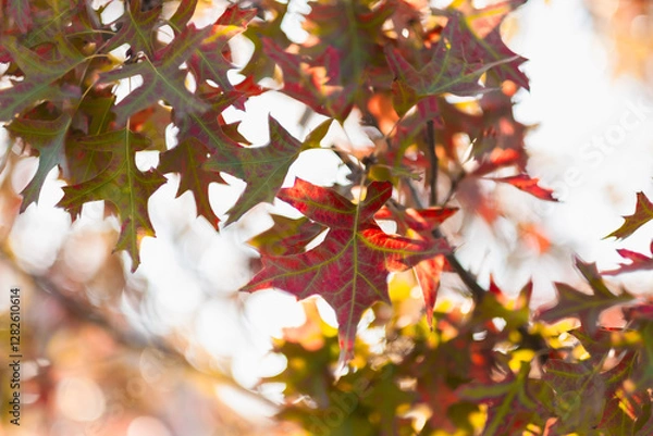 Fototapeta A beautiful autumn withFall trees and leaves.