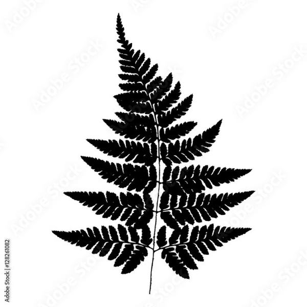 Obraz Fern 20. Silhouette of a fern on a white background. Vector.