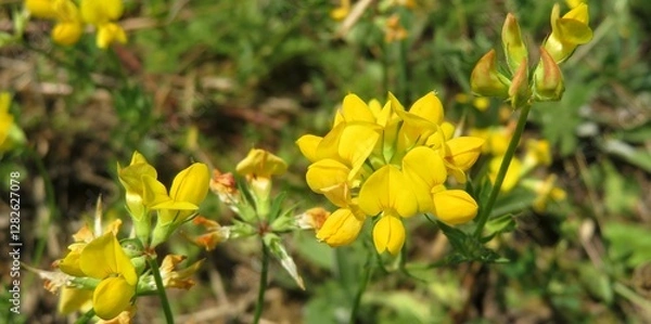 Obraz Beautiful yellow lotus corniculatus flowers in the meadow, panoramic view