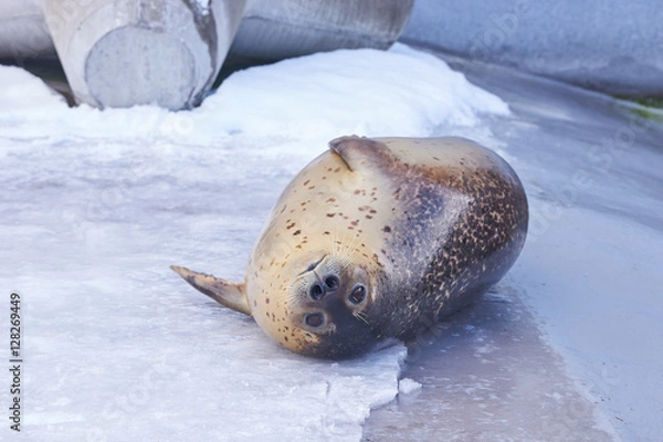 Obraz 雪の上のゴマフアザラシ
