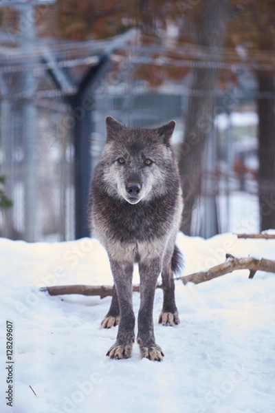 Obraz 雪の上のシンリンオオカミ
