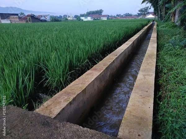 Fototapeta Agricultural Infrastructure, Irrigation Canals and Rice Field Beds. Concrete Irrigation Canals, the Key to the Success of Rice Farming