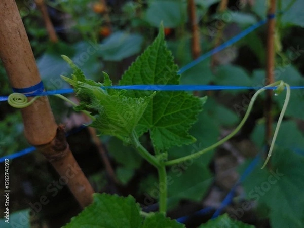 Fototapeta Cucumber Tendrils That Begin to Find a Grip on Blue Rope and small bamboo stalks, Early Growth of Cucumber Plants