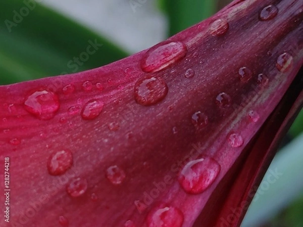 Fototapeta Water Drops on the petals of the Dazzling red Flower, 
