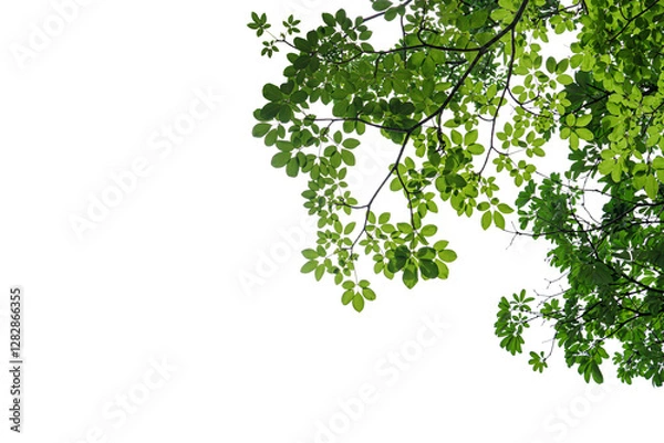 Obraz branch leaves or green leaf isolated. Tree Leaf Frame