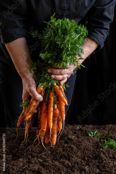 Obraz Dirty worker hand farmer hold large bunch carrots black background ground