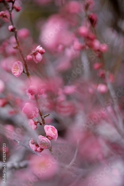 Fototapeta 初春の梅