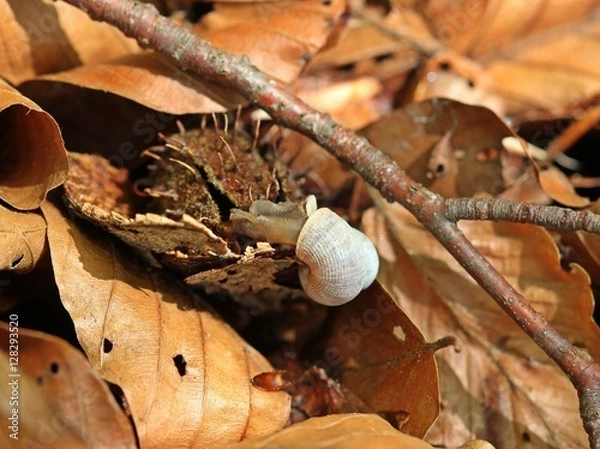 Obraz Schöne Landdeckelschnecke (Pomatias elegans) 