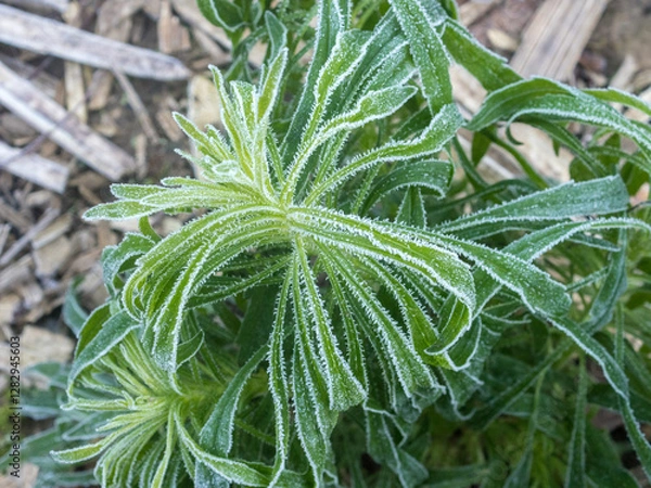 Fototapeta green plants in frost on a cold autumn