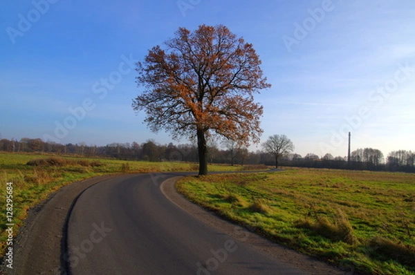 Obraz Drzewo przy drodze.