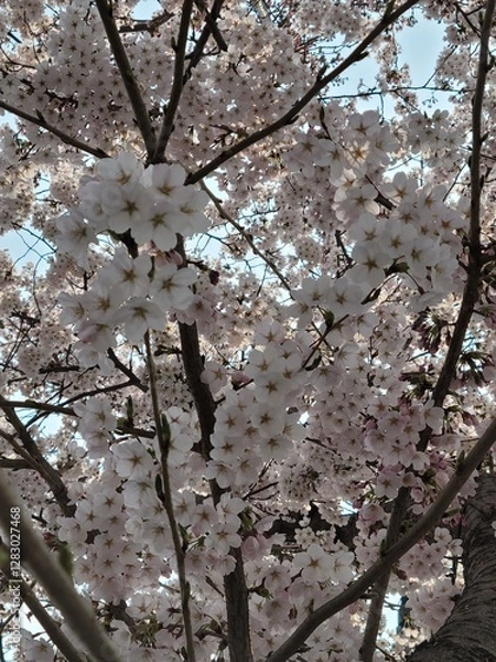 Obraz beautiful cherry blossom scenery