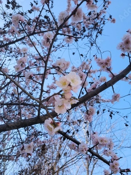 Obraz cherry tree blossom