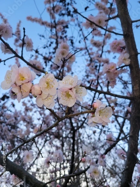 Obraz pink cherry blossom