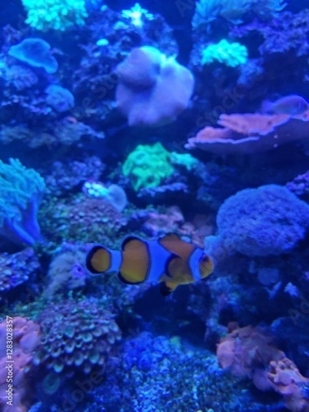 Obraz coral reef and fish