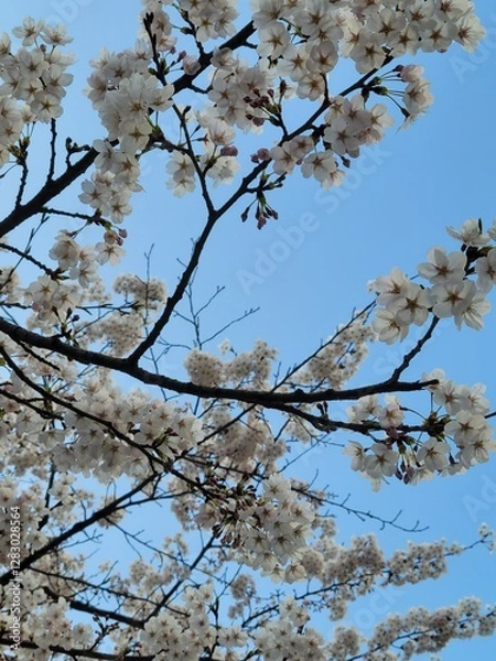 Obraz cherry blossom in spring