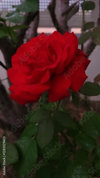 Obraz red rose in garden