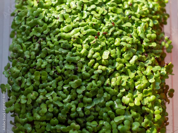 Fototapeta fresh green peas