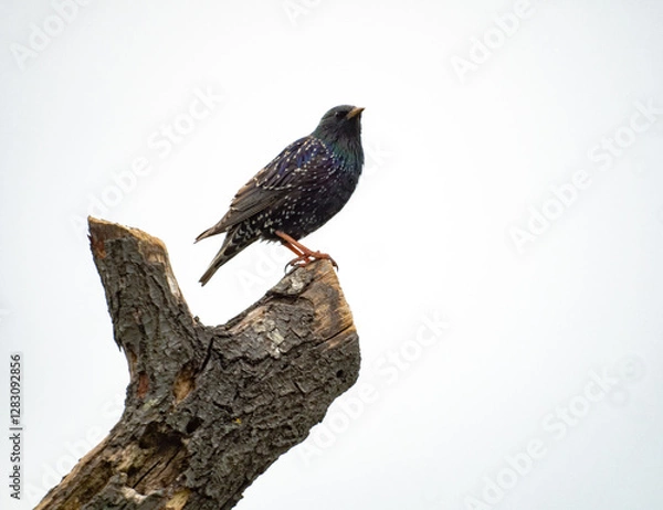 Obraz red winged blackbird