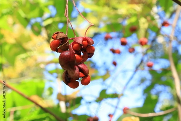 Obraz ツリバナの赤い実