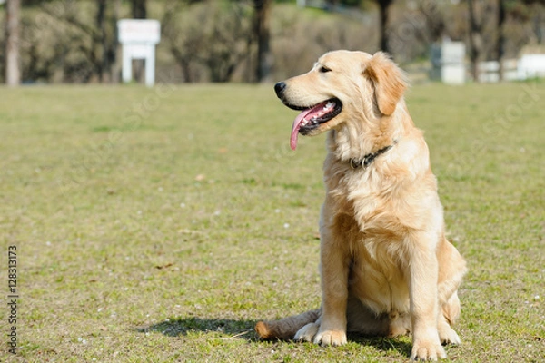 Obraz ゴールデンレトリバー子犬