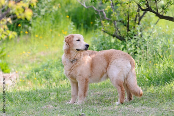 Obraz ゴールデンレトリバー子犬