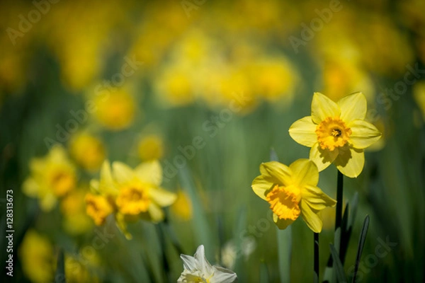 Fototapeta Daffodils