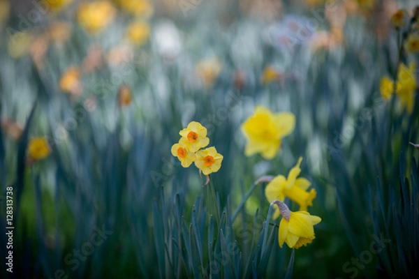 Fototapeta Daffodils