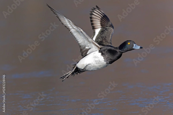 Fototapeta A Male tufted duck (Aythya fuligula) in flight.