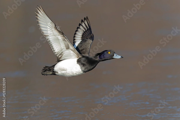 Fototapeta A Male tufted duck (Aythya fuligula) in flight.