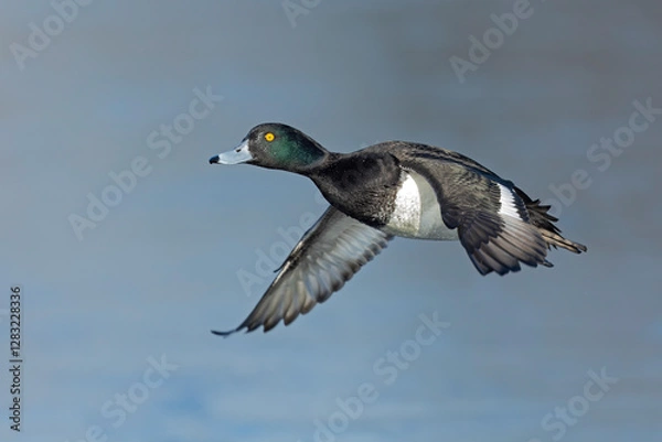 Fototapeta A Male tufted duck (Aythya fuligula) in flight.