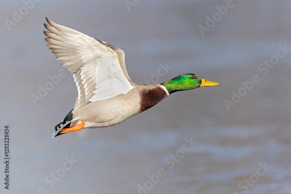 Fototapeta A male Mallard duck (Anas platyrhynchos) in flight.