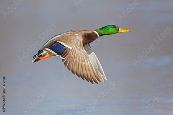 Fototapeta A male Mallard duck (Anas platyrhynchos) in flight.