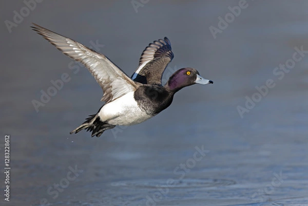 Fototapeta A Male tufted duck (Aythya fuligula) in flight.