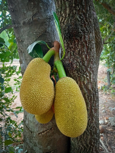 Fototapeta Artocarpus heterophyllus