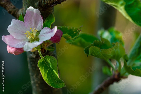 Fototapeta Apfelblüte