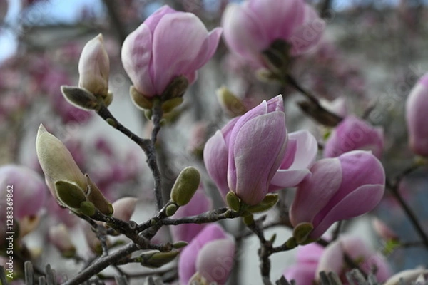 Fototapeta Gros plan sur des fleurs de magnolia