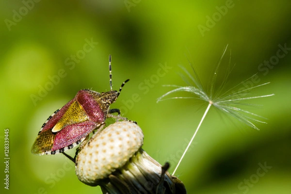 Obraz On the dandelion