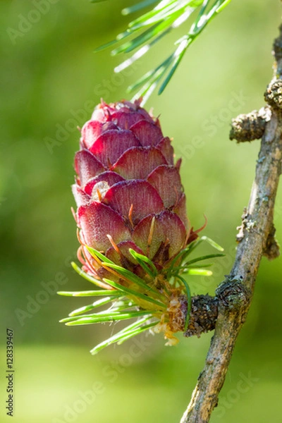 Obraz Larch cone