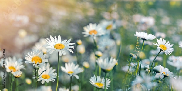 Obraz Field of daisies, daisy flowers lit by sun rays in meadow