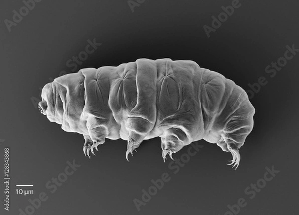 Obraz Tardigrade (niedźwiedź wodny).