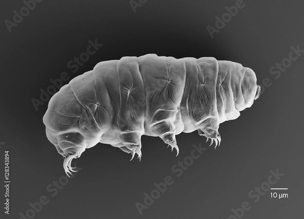 Fototapeta Tardigrade (niedźwiedź wodny).