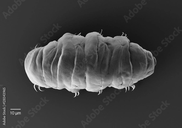 Fototapeta Tardigrade (water bear).