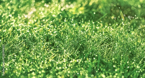 Obraz Dew drops illuminated by sunlight early in morning, green grass background, green grass background 