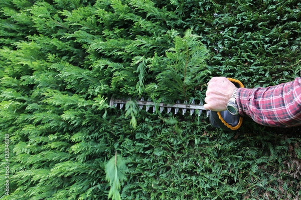 Fototapeta Taille-haie