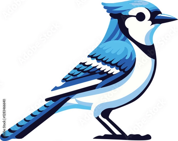 Obraz A simple Blue Jay with white background