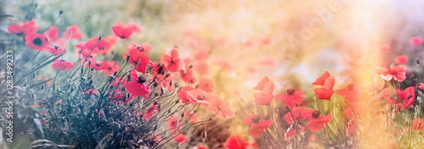 Obraz Flowering poppy flower in meadow, poppy flowers lit by sunlight, beautiful nature in meadow