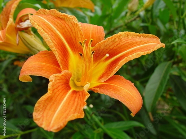 Obraz Gelbrote Taglilie